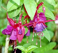 Цвет биљке Fuchsia био је првобитна инспирација за боју, која је касније преименована у магента боју.