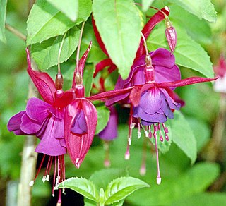 Fuchsia (color) Color