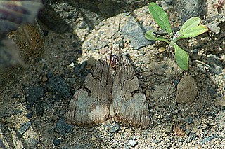 <i>Drasteria ochracea</i> species of insect
