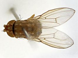 Drosophila palustris