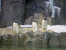 Пінгвіни в зоопарку