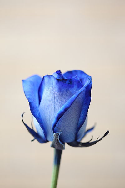 File:Dyed Blue Rose.jpg