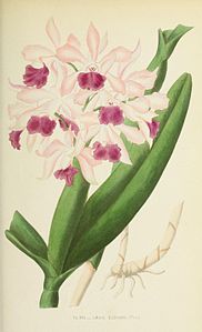 plate 21 Laelia × elegans Cattleya × elegans