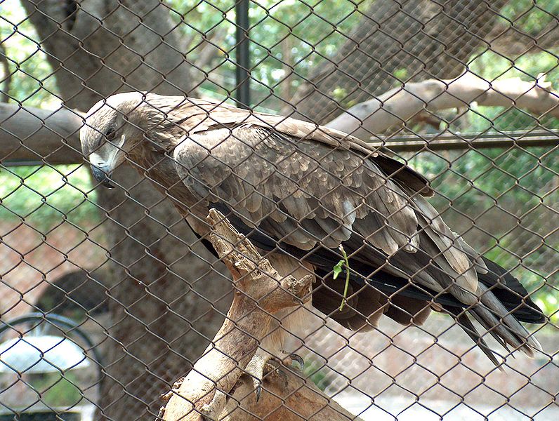 File:Eagle Lahore Zoo June302005.jpg