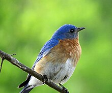 Eastern bluebird Eastern Bluebird (17103041037).jpg