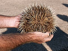 L'Échidné à nez court (Tachyglossus aculeatus).