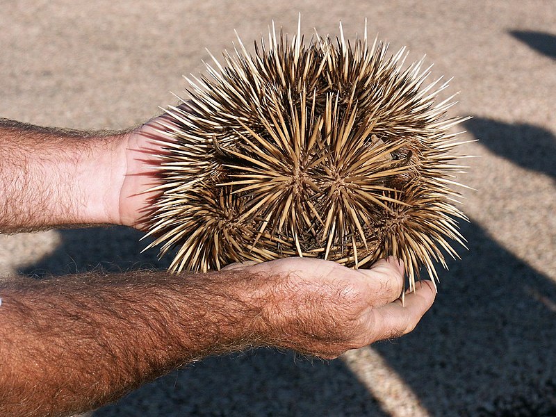 File:Echidna, Exmouth.jpg