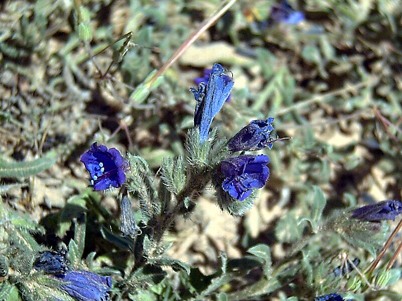 File:Echium sabulicola LaMata.jpg