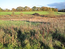 Edgware Cara Grassland.JPG