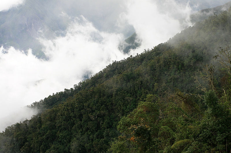 File:El Cinco, Serranía de Perijá, Cesar, Colombia (15448520209).jpg