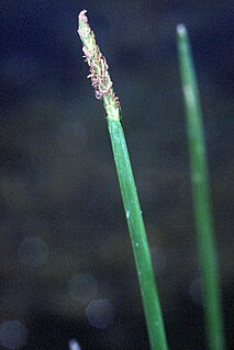 <i>Eleocharis quadrangulata</i>