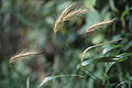 Elymus villosus.jpg