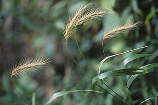 <i>Elymus villosus</i> Species of plant