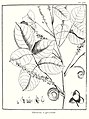 Enourea capreolata Aublet 1775 pl 235.jpg