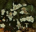 Entoloma abortivum 110132.jpg