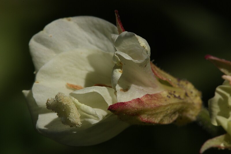 File:Epilobium luteum 8193.JPG