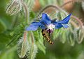 * Nomination Marmalade hoverfly (Episyrphus balteatus) on a borage flower (Borago officinalis). --pjt56 21:00, 11 February 2010 (UTC) * Promotion High-quality contribution, thanks. --Iotatau 20:37, 11 February 2010 (UTC)