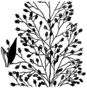 Eragrostis frankii HC-1950.png