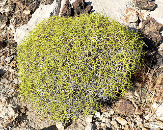 <i>Eriogonum heermannii</i> Species of wild buckwheat