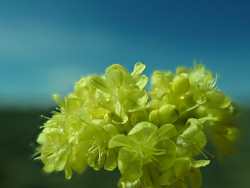 File:Eriogonum ovalifolium - cushion buckwheat - 53016823607.jpg