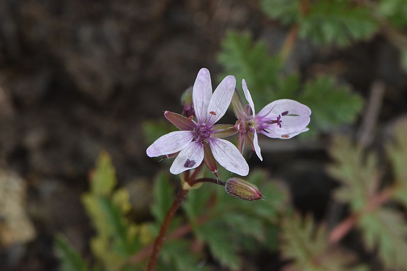 File:Erodium cicutarium 110820274.jpg