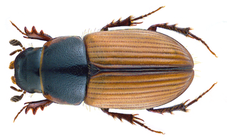 <i>Esymus merdarius</i> Species of beetle