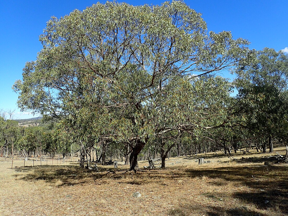 Eucalyptus banksii