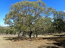 Eucalyptus banksii habit.jpg