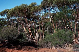 <i>Eucalyptus cerasiformis</i> Species of eucalyptus