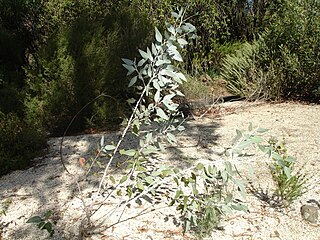 <i>Eucalyptus cretata</i> Species of plant
