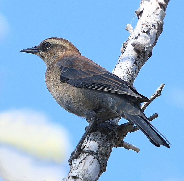 File:Euphagus cyanocephalus f Tommy Thompson Park Toronto.jpg