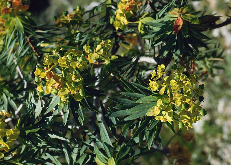 File:Euphorbia dendroides 2.jpg