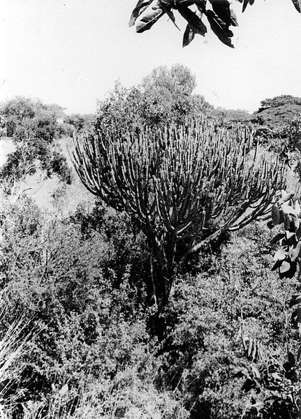 File:Euphorbia tree (3088704933).jpg
