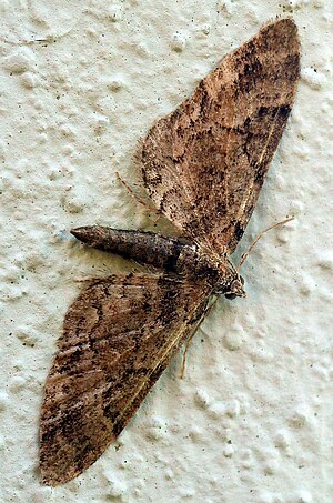 Eupithecia.lanceata.jpg