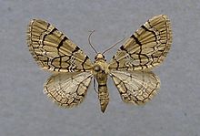 Eupithecia venosata.jpg