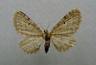 <i>Eupithecia veratraria</i> Species of moth