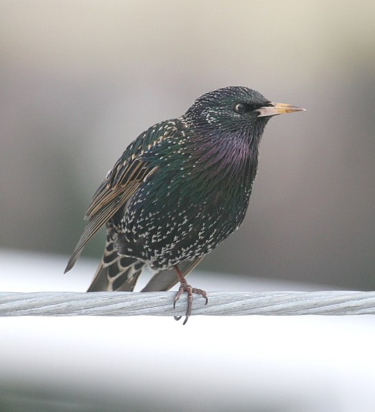 File:European starling.jpg