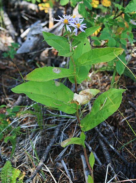 Eurybia sibirica