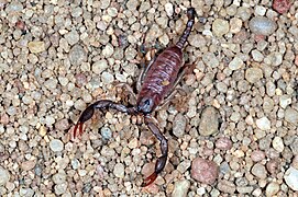 Euscorpius fg14.jpg