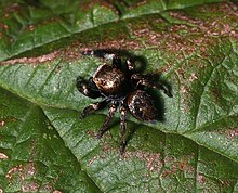 Male from above Evarcha.arcuata.male.3.jpg