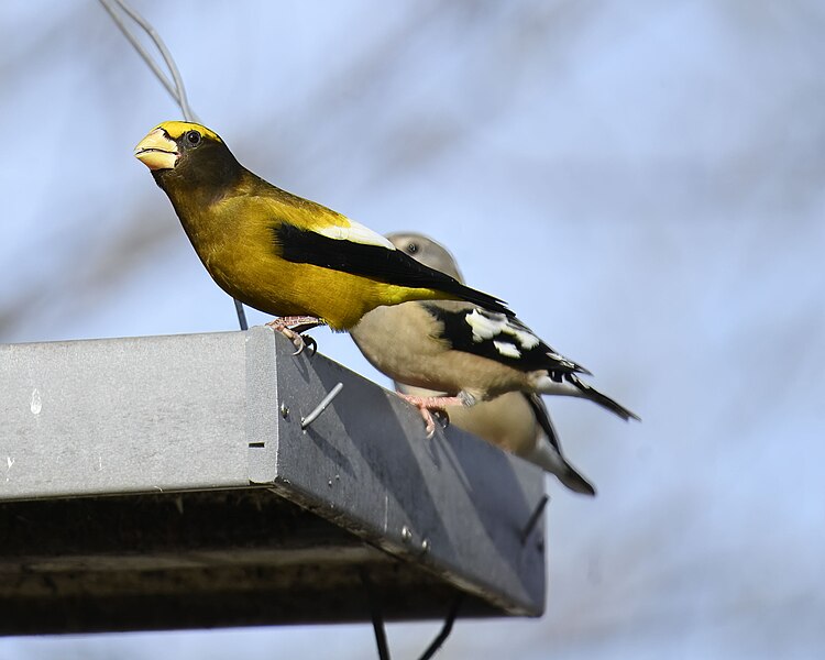 File:Evening grosbeak sax-zim bog 2.17.24 DSC 2812-topaz-denoiseraw-sharpen.jpg