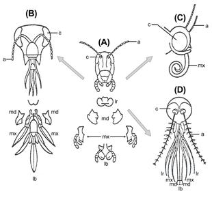 Insect head parts. Legend: a, antennae; c, compound eye; lb, labium; lr, labrum; md, mandibles; mx, maxillae. Evolution insect mouthparts.png