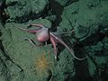 Photo n°2 : Sur fr Bathypolypodinae comme Benthoctopus sp., idem sur Commons et sur Flickr (galerie de NOAA Photo Library)