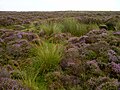 Eyam Moor from Wet Withens Stone Circle.jpg