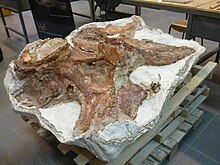 Back vertebra, showing the vertical neural spine to the right which bears the prespinal lamina on top Fosiles del titanosauria del Chubut en el Museo Egidio Feruglio de Trelew 20.JPG