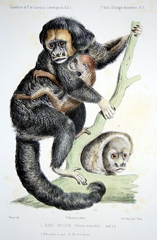 <span class="mw-page-title-main">Monk saki</span> Species of New World monkey