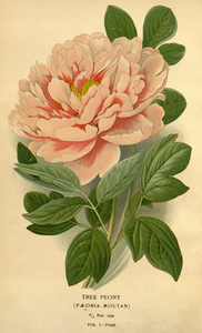 Paeonia moutan