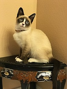 seal point snowshoe siamese