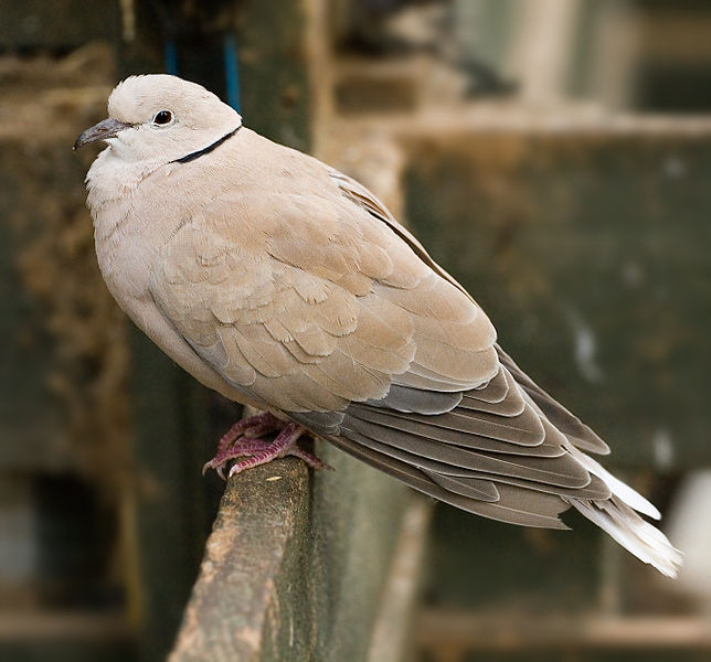 File:Feral Barbary Dove.jpg