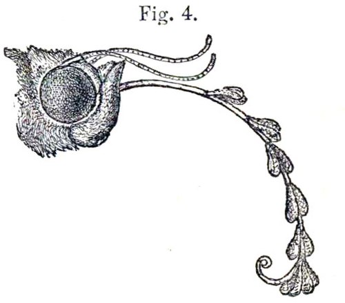 Head of a moth with its proboscis laden with seven pairs of pollinia from Orchis pyramidalis